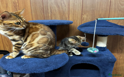 Bengal cats for sale: ​​Bengal Mix - Boy Kitten. Ready 2 Go! - Image 4