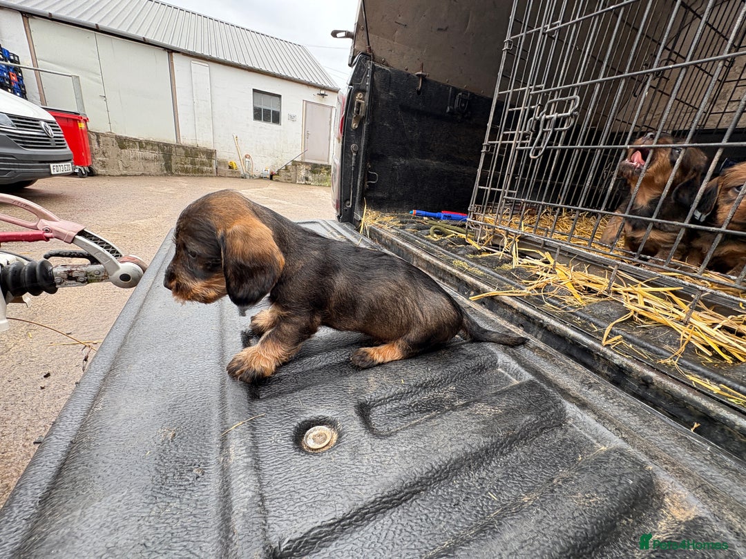 Dachshund dogs for sale: Wirehaired Dachshund (Teckel) Pups  - Image 11