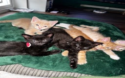 Mixed Breed cats for sale: Maine Coon X kittens ready to leave - Image 2