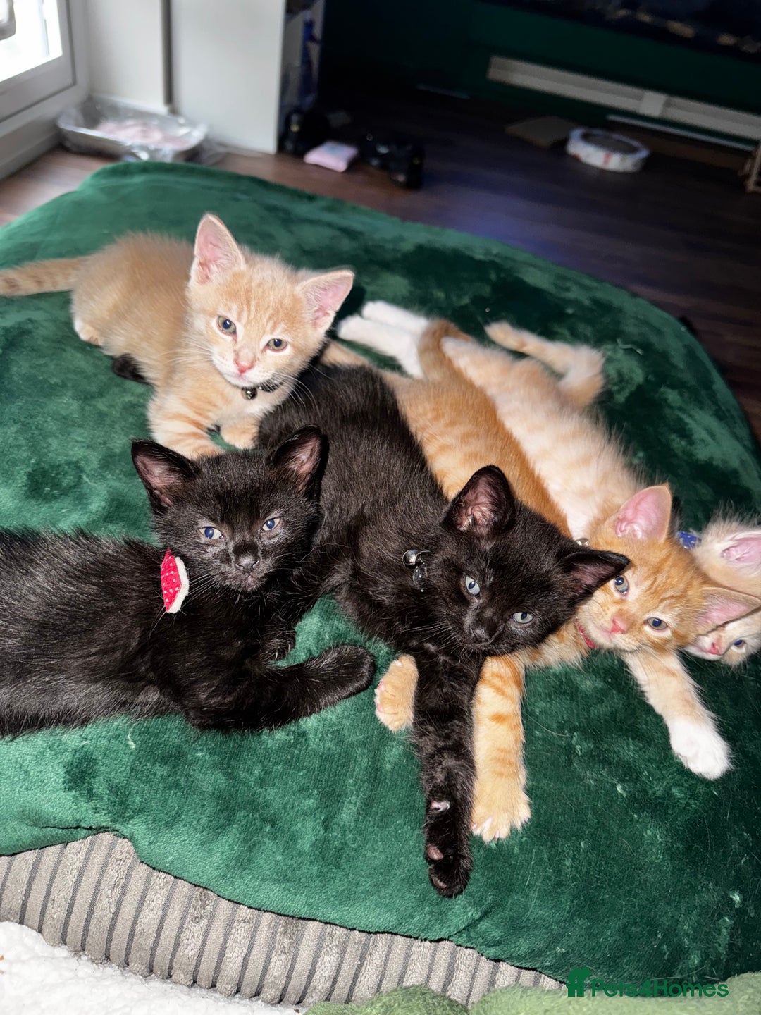 Mixed Breed cats for sale: Maine Coon X kittens ready to leave - Image 2