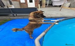 Mixed Breed dogs for sale: Mixed breed gorgeous female Cici - Image 1