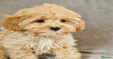 Cavapoochon dogs - Advert 12