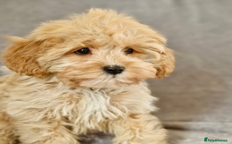 Cavapoochon dogs - Advert 2