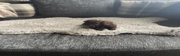 Cockapoo dogs for sale: f1b miniature dna health tested cockerpoos  - Advert 2