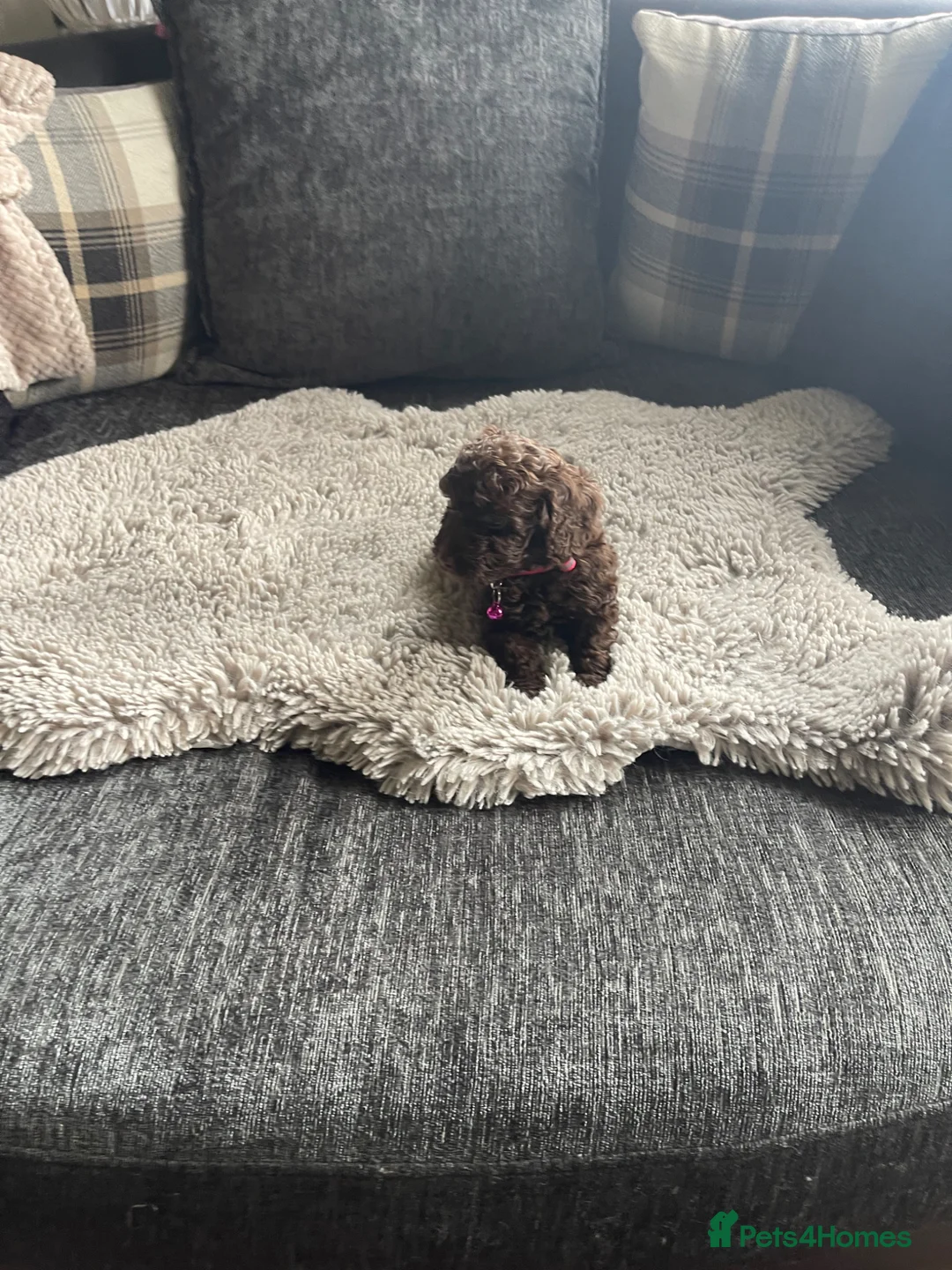 Cockapoo dogs for sale: f1b miniature dna health tested cockerpoos  - Advert 2