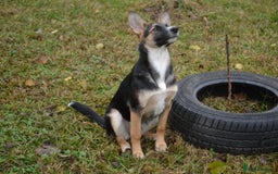 Mixed Breed dogs for adoption: ❤️🐶Busia- 6(7) month lower-medium girl ❤️🐶 - Advert 16