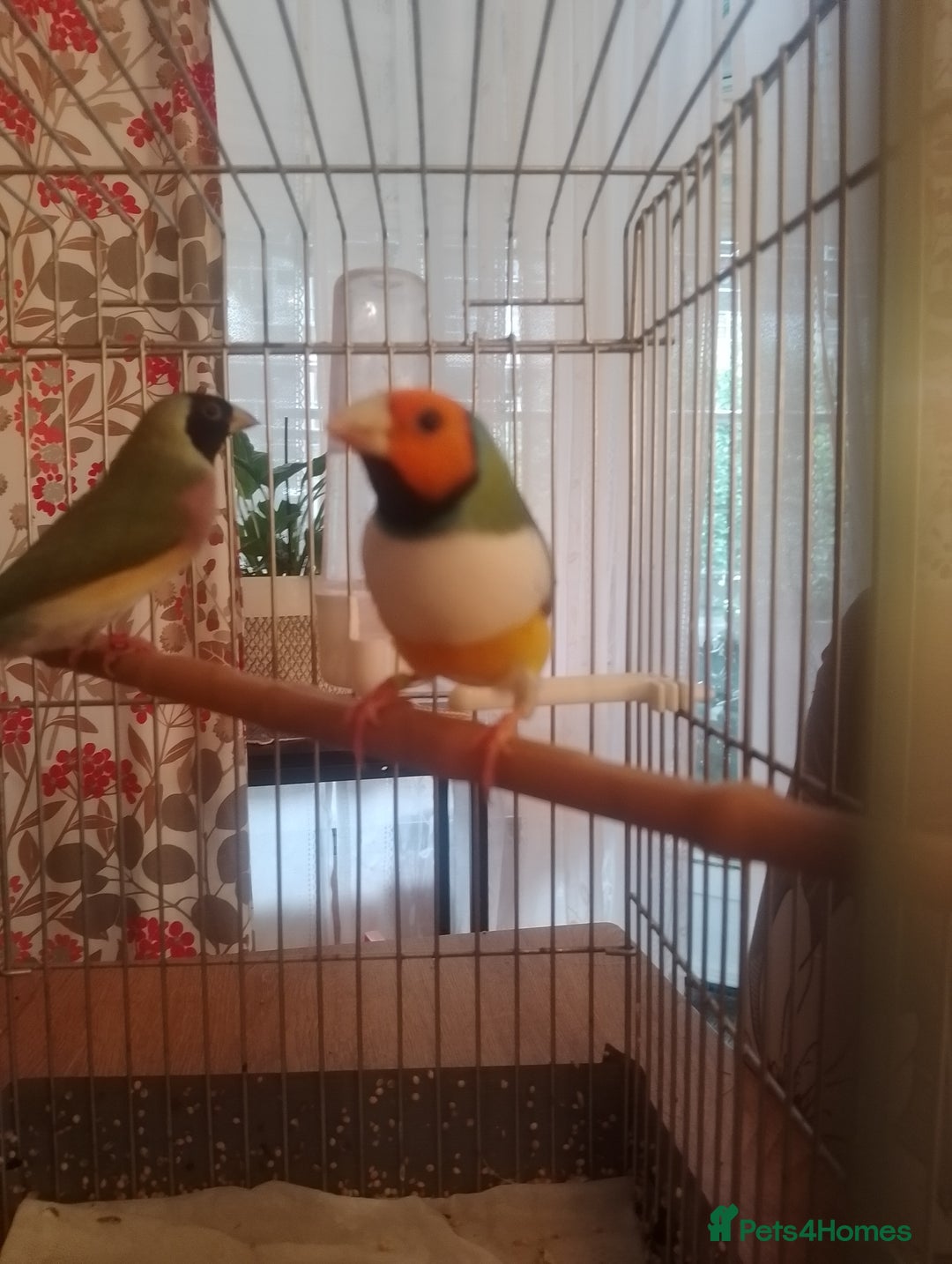 Finches birds for sale: Gouldian finches for sale  - Image 21