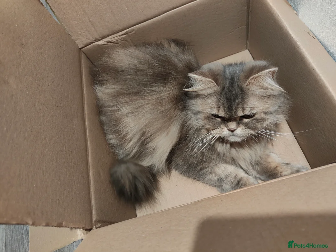 Persian cats for sale: Persian Mixed (F) & Kitten (F) - Advert 15