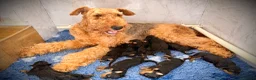 Airedale Terrier dogs for sale: ADORABLE AIREDALE PUPS FROM 5 ⭐️ LICENSED BREEDER - Advert 4