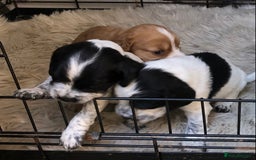 Cocker Spaniel dogs for sale: Cocker spaniel puppys  - Image 2