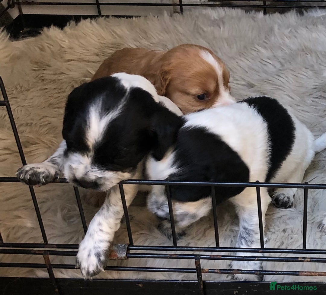 Cocker Spaniel dogs for sale: Cocker spaniel puppys  - Image 2