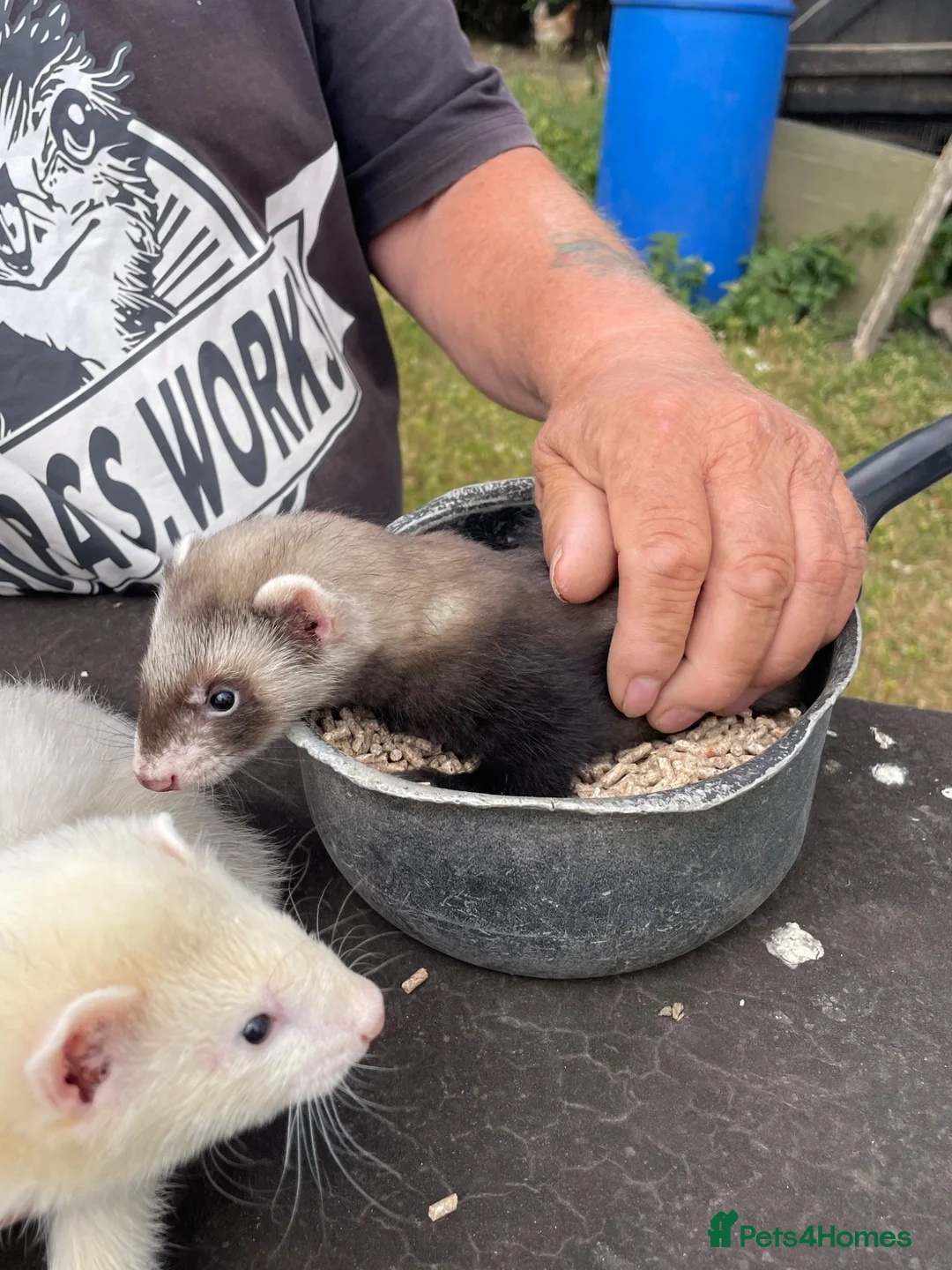 Ferret rodents for sale: Ferrets for sale mixed  in Ilkeston - Advert 11