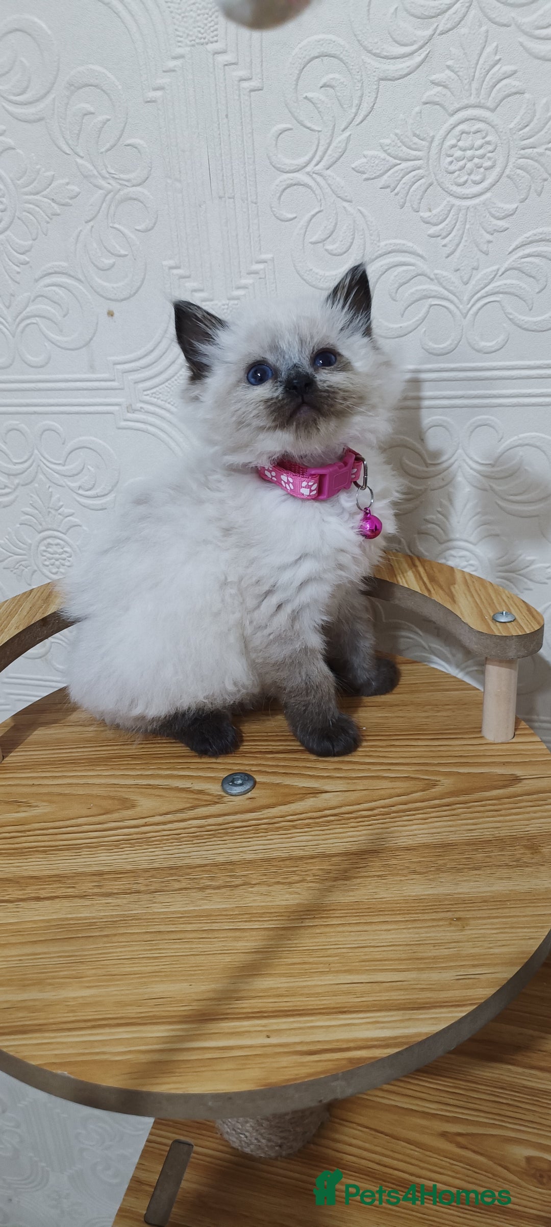 Ragdoll cats for sale: Cute Ragdoll Kittens for Sale - Image 4