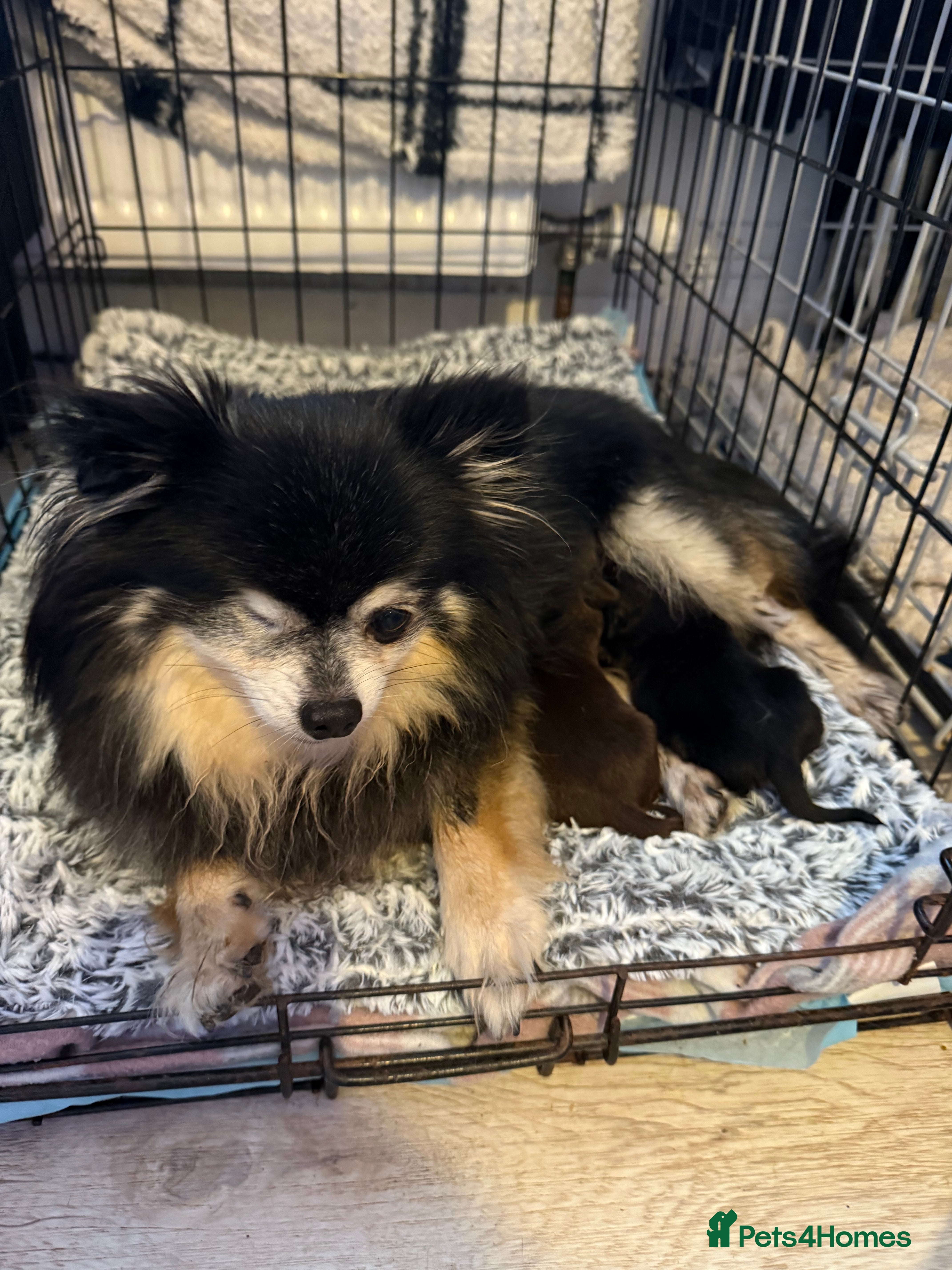 Mixed Breed dogs Adorable Mini dachshund x Pomeranian puppies - Advert 1