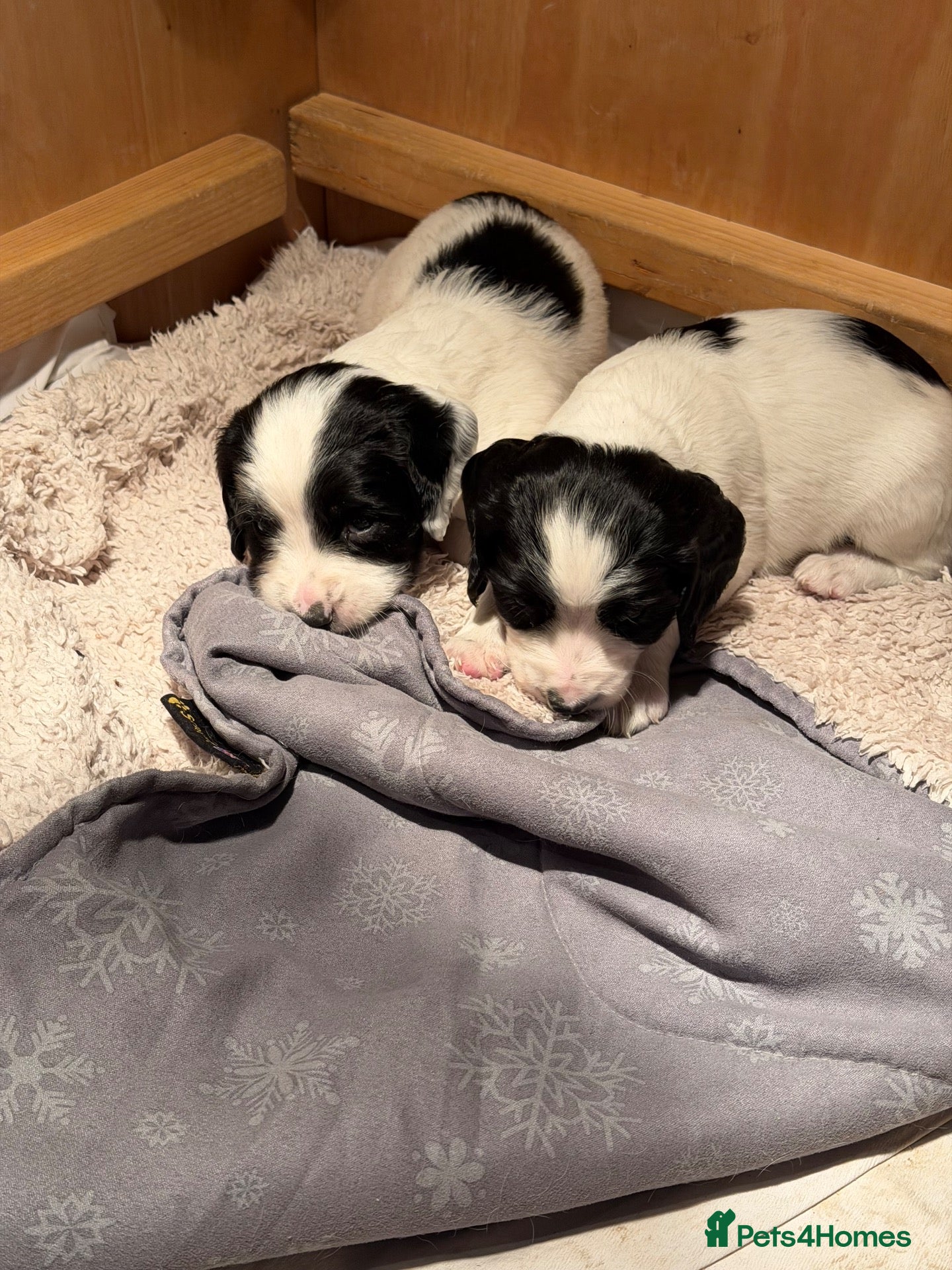 Sprocker dogs for sale: 8 gorgeous sprocker pups - Advert 14