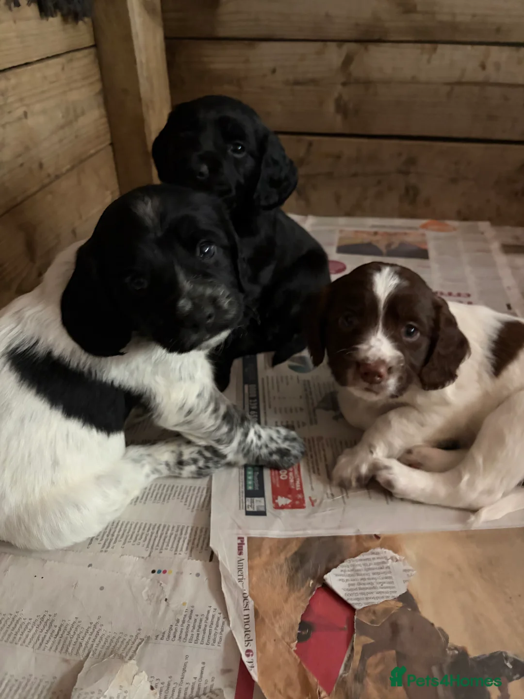 Sprocker dogs for sale: Sprocker Spaniel Puppies for sale  - Advert 2