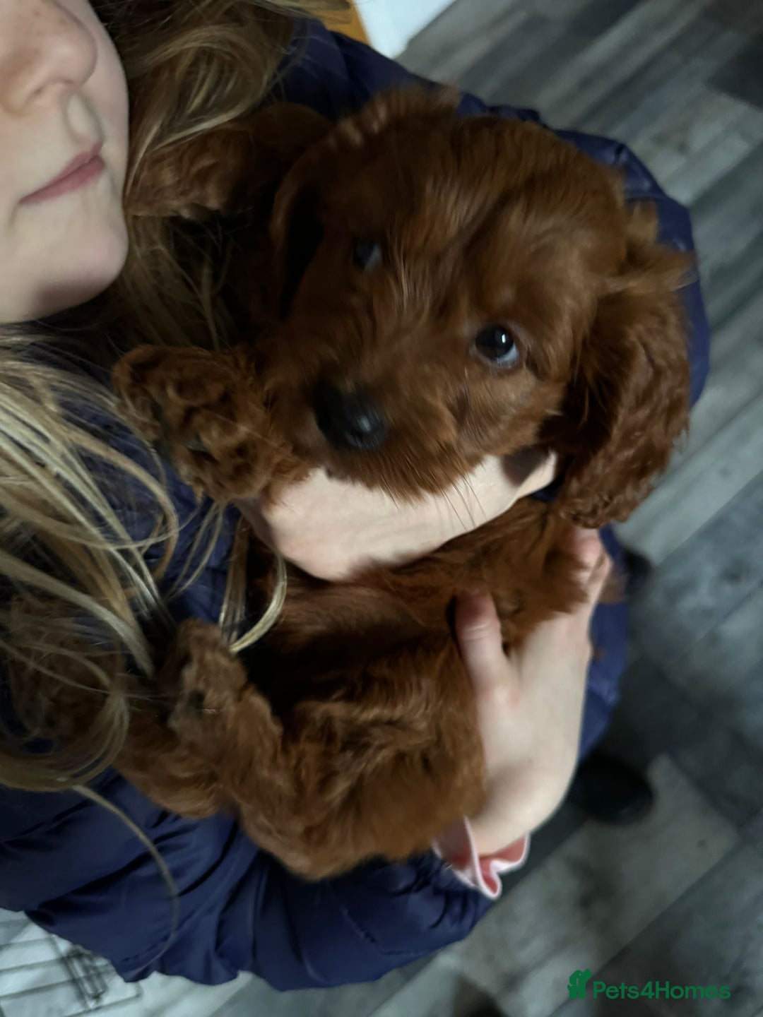 Cockapoo dogs for sale: Fox Red cockapoos for sale  - Advert 6