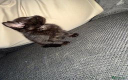Mixed Breed cats for sale: Kittens for sale  - Image 4