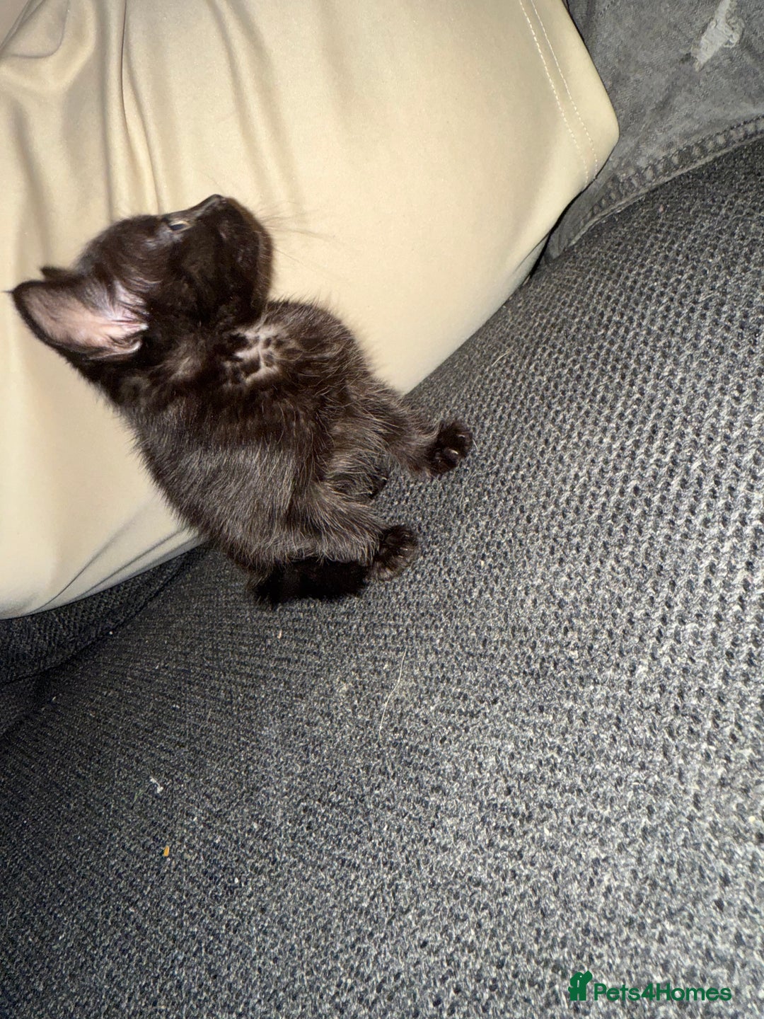 Mixed Breed cats for sale: Kittens for sale  - Image 4