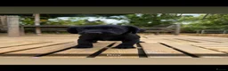Springador dogs for sale: Springador pups 3 boys 5 girls available  - Advert 5