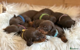 Miniature Dachshund dogs for sale: Beautiful Chocolate & Tan miniature dachshunds  - Image 13