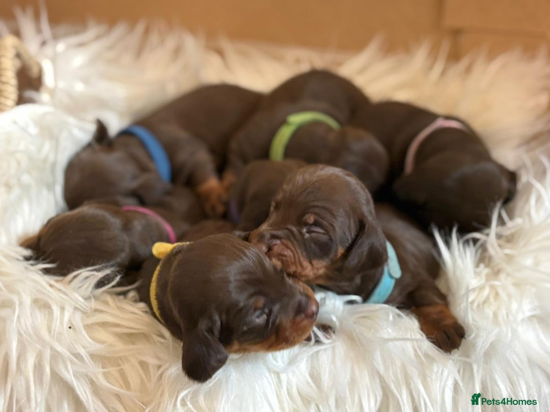 Miniature Dachshund dogs for sale: Beautiful Chocolate & Tan miniature dachshunds  - Image 13