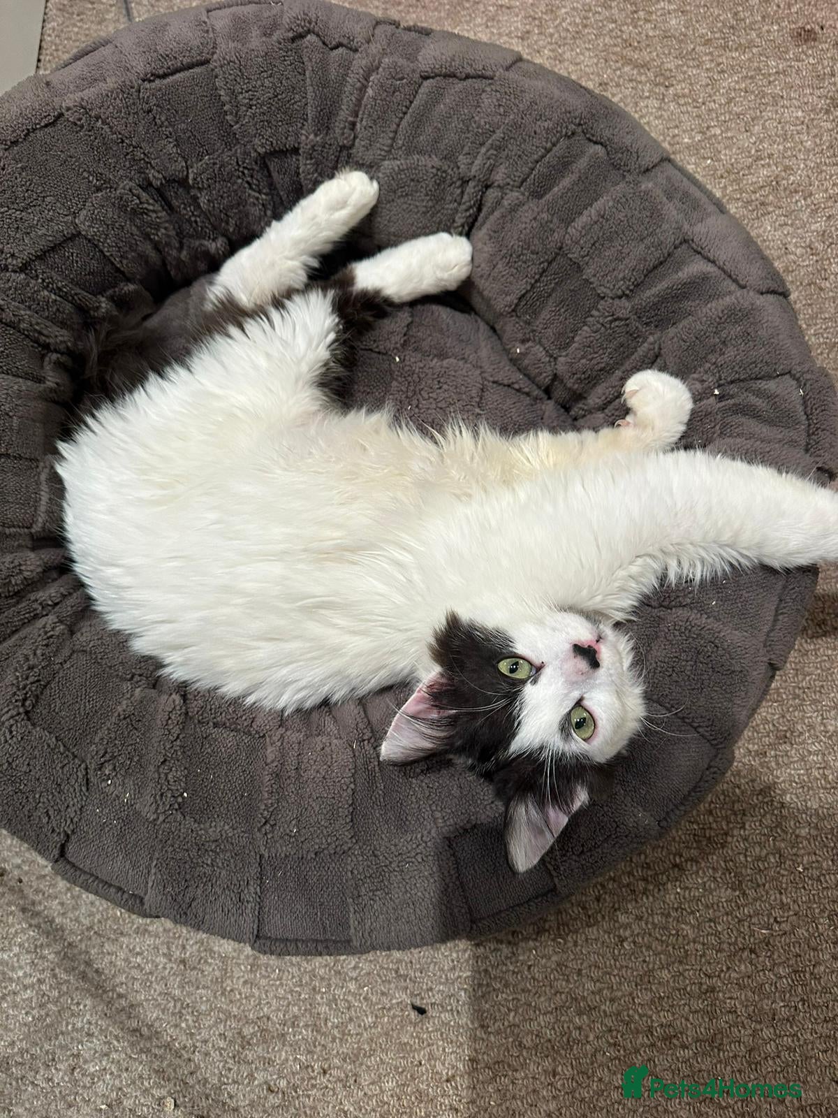 Mixed Breed cats Benny the fluffiest little gentleman  in Crowthorne - Advert 1