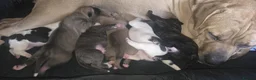 Mixed Breed dogs for sale: Cane Corso x Puppies - Advert 11