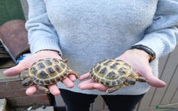 Tortoise reptiles for sale: Horse field Baby Tortoises x 3 - Image 2