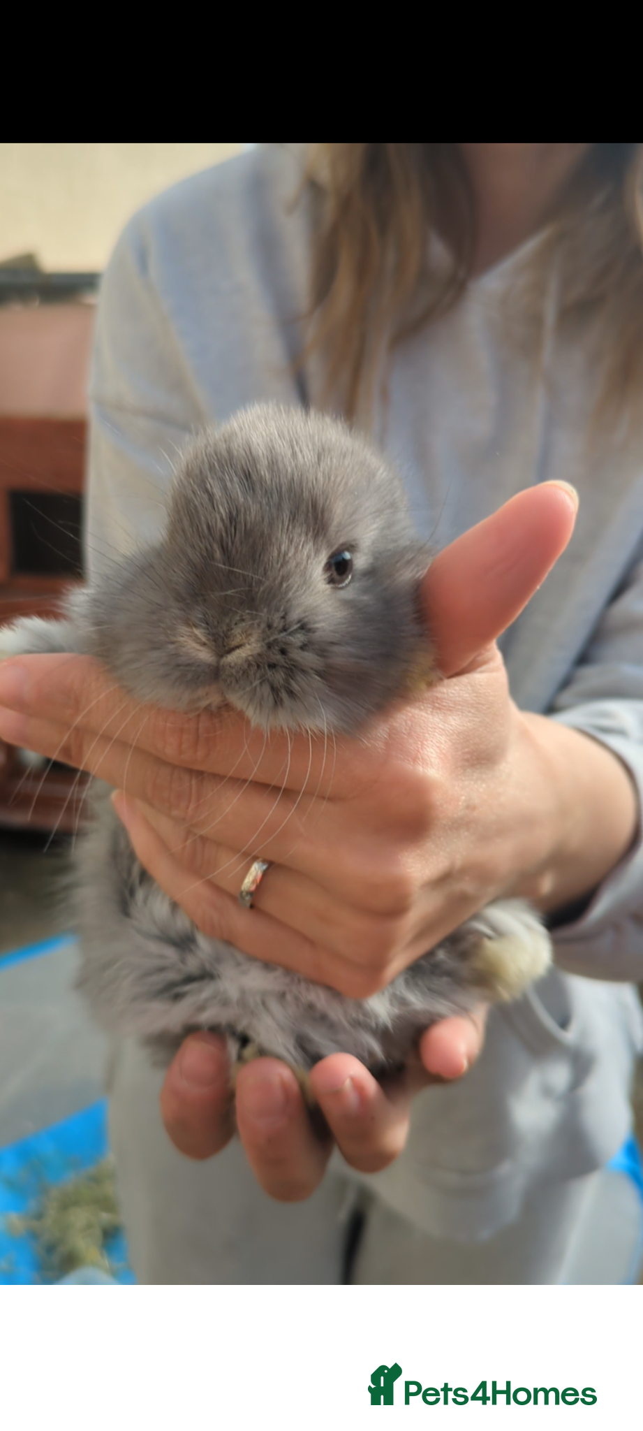 Mini Lop rabbits Holland lop bunnies - Advert 2