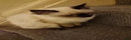 Ragdoll cats for sale: Only 2 beautiful seal point ragdoll kittens left - Advert 11