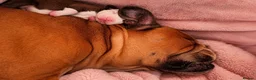 Mixed Breed dogs for sale: 🐾BULLDO X BORDER COLLIE PUPPIES in Wigan - Advert 1