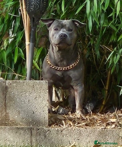 Staffordshire Bull Terrier dogs Male staff for stud  - Advert 3