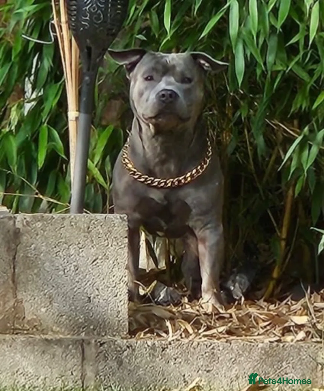 Staffordshire Bull Terrier dogs for stud: Male staff - Advert 5
