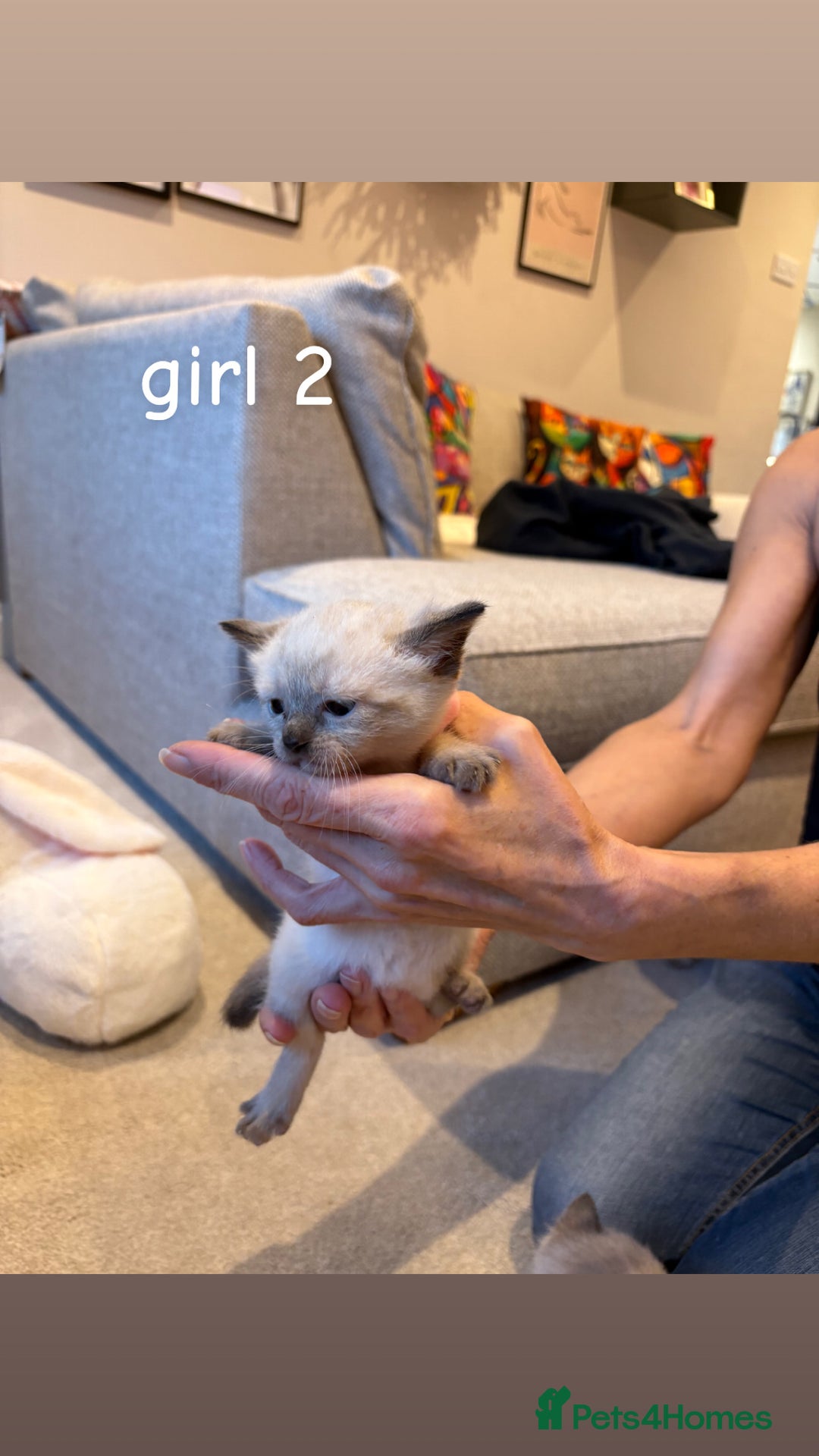 Ragdoll cats for sale: 4 beautiful pure ragdoll kittens  - Image 10