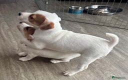 Jack Russell dogs for sale: Jack Russell terrier  - Image 6