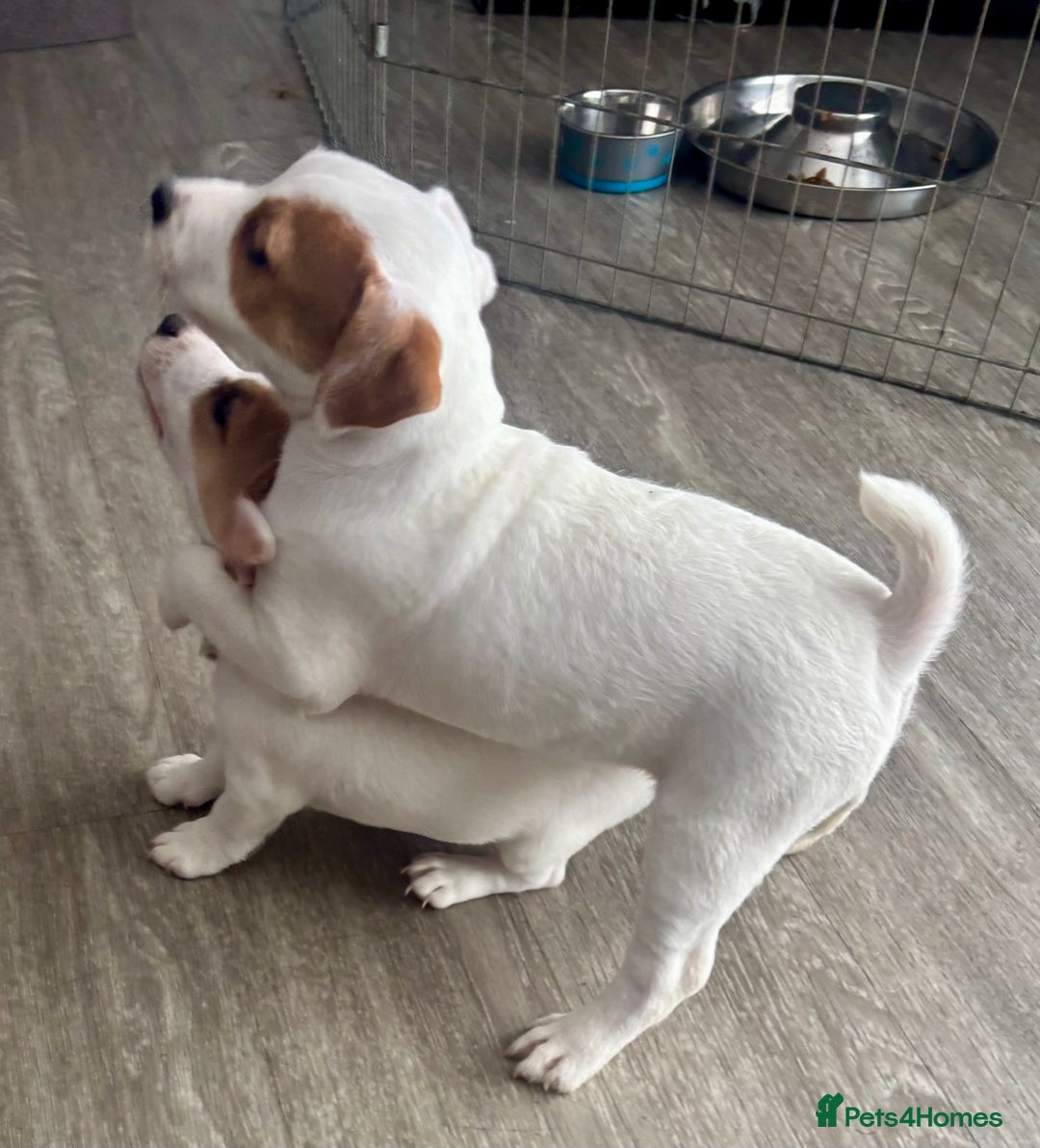 Jack Russell dogs for sale: Jack Russell terrier  - Image 6