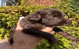 Cockapoo dogs for sale: Cockapoo - Image 7