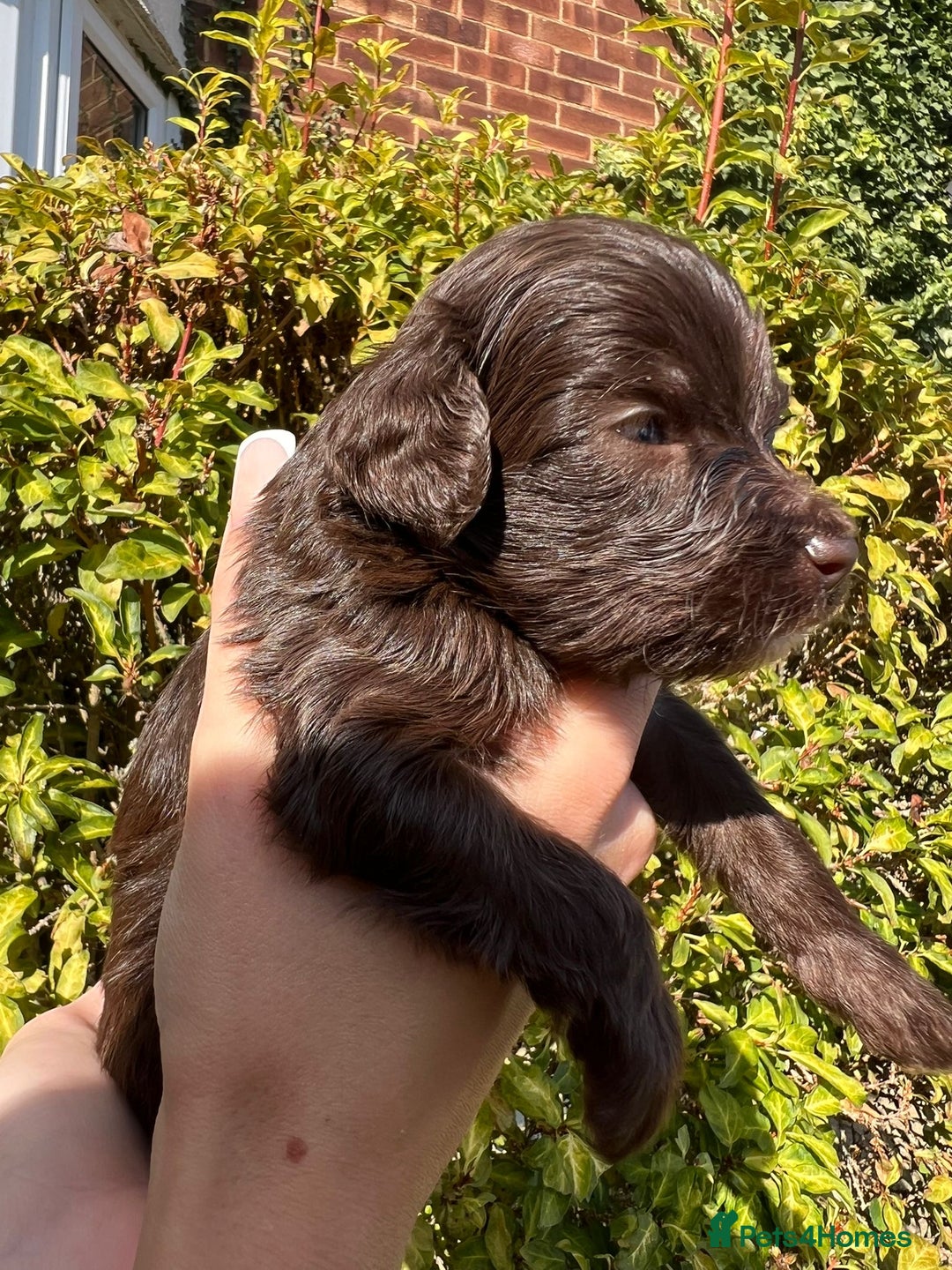 Cockapoo dogs for sale: Cockapoo - Image 7