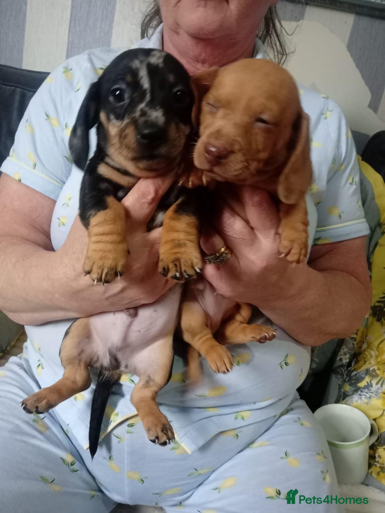 Miniature Dachshund dogs Dashcund puppys  - Advert 9
