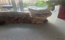 Exotic cats for sale: Female exotic Persian  - Image 10