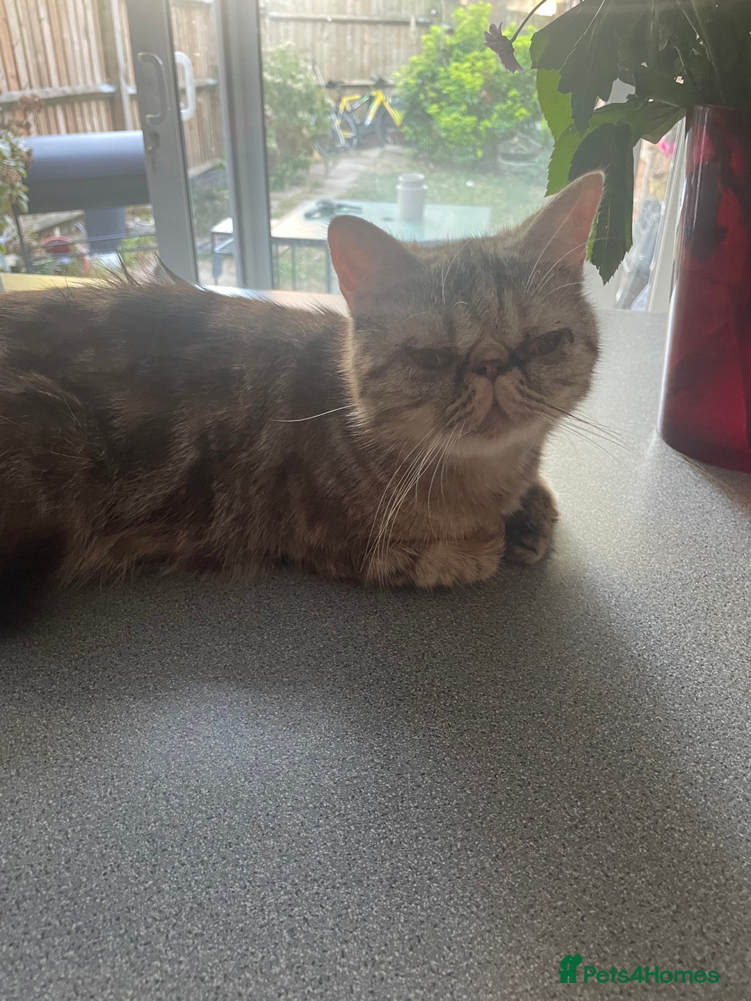 Exotic cats for sale: Female exotic Persian  - Image 10