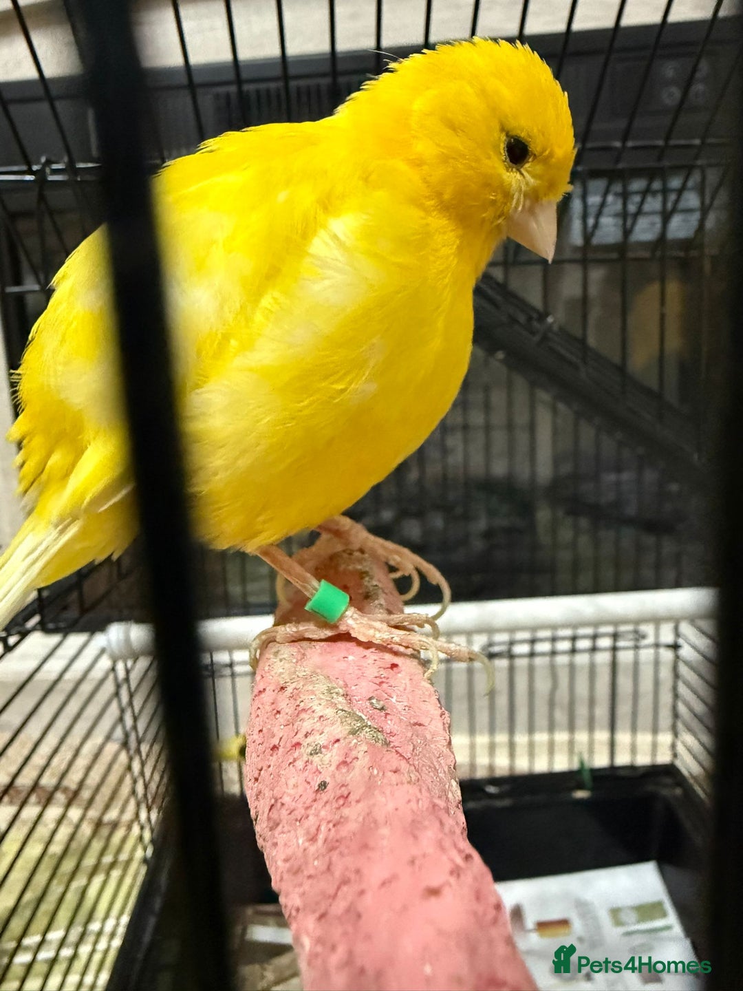 Lovebirds birds for sale: Male  - Advert 8