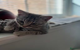 British Shorthair cats for sale: Beautiful British Shorthair Kittens... - Image 14