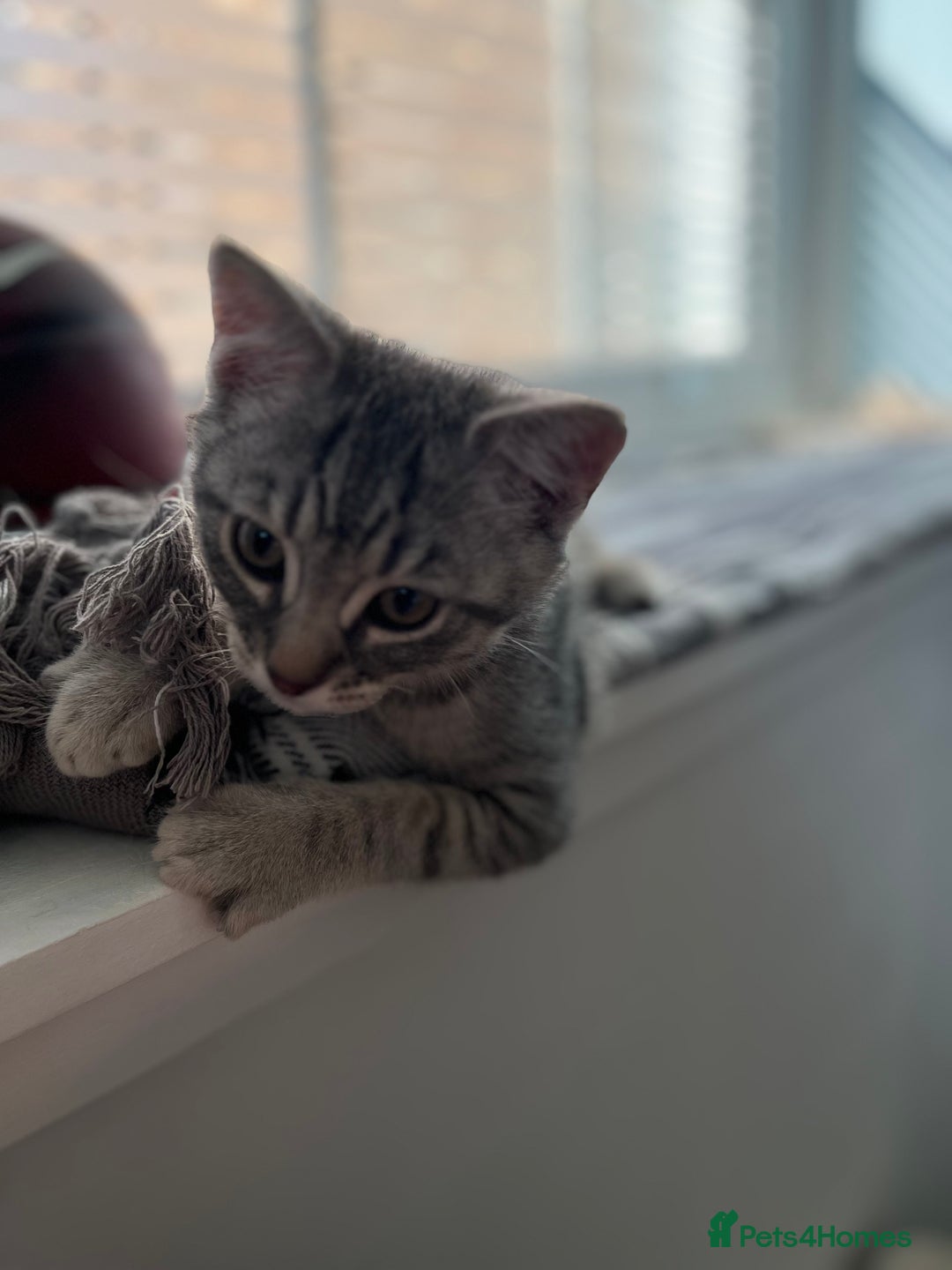British Shorthair cats for sale: Beautiful British Shorthair Kittens... - Image 14