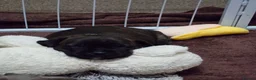 Staffordshire Bull Terrier dogs for sale: Exceptional Staffordshire bull Terrier Puppies - Advert 10