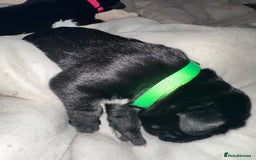 Mixed Breed dogs for sale: Labrador cross Dalmatian puppies - Advert 5