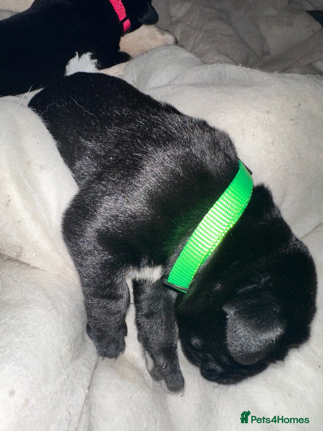 Mixed Breed dogs for sale: Labrador cross Dalmatian puppies - Advert 5