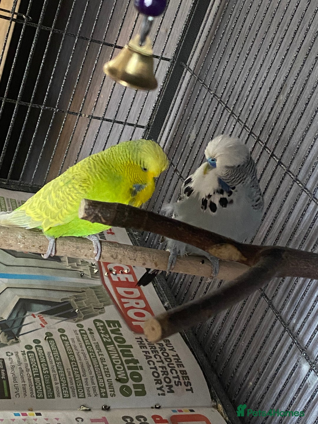 Mixed Breed rodents for sale: Downsizing my animal Collection  in Preston - Image 4