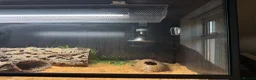Snake reptiles for sale: Hognose with full prorep vivarium setup - Advert 4
